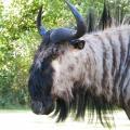 Blue Wildebeest side view
